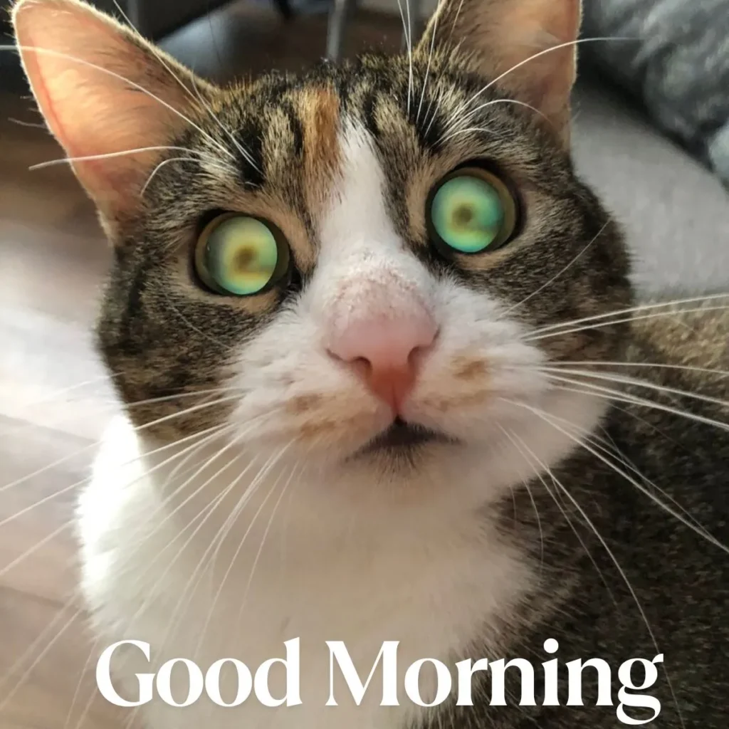 Short Funny Good Morning Quotes